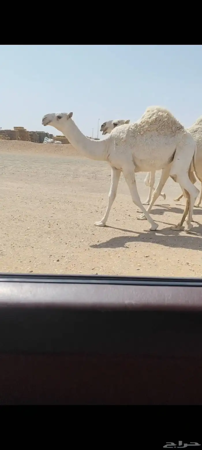 مفروده وضحى طويله وعدله 3