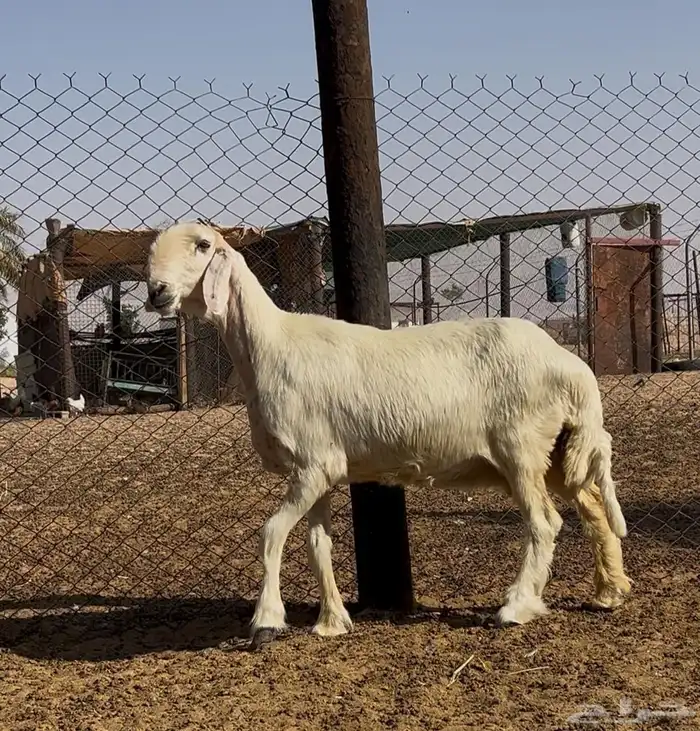 نجد عيسيات للبيع 1