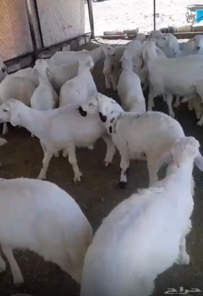 45 خروف كفو جدا. 0