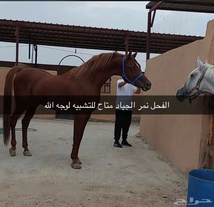 حصان فاخر فحل مربط مصري بيور 6