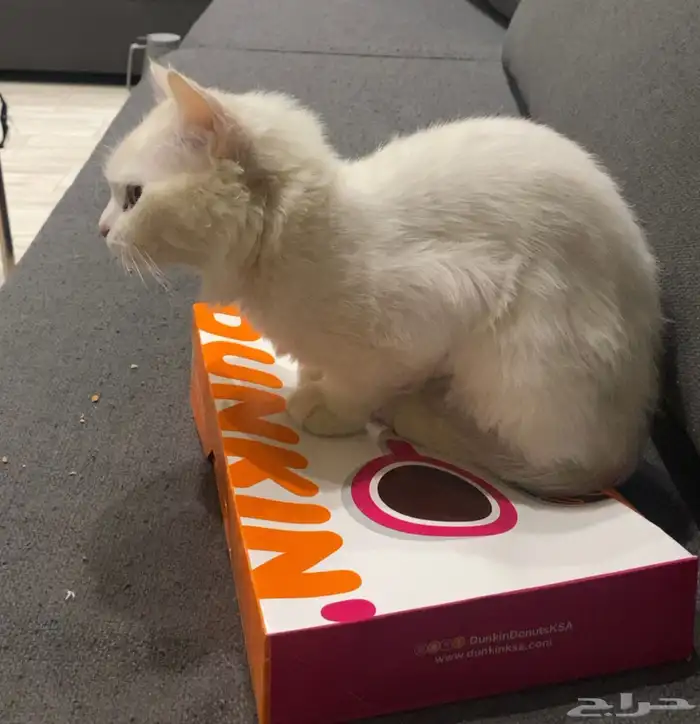 قطتين اناث سليمتين من الامراض للتبني في ابها او ماجاورها 9