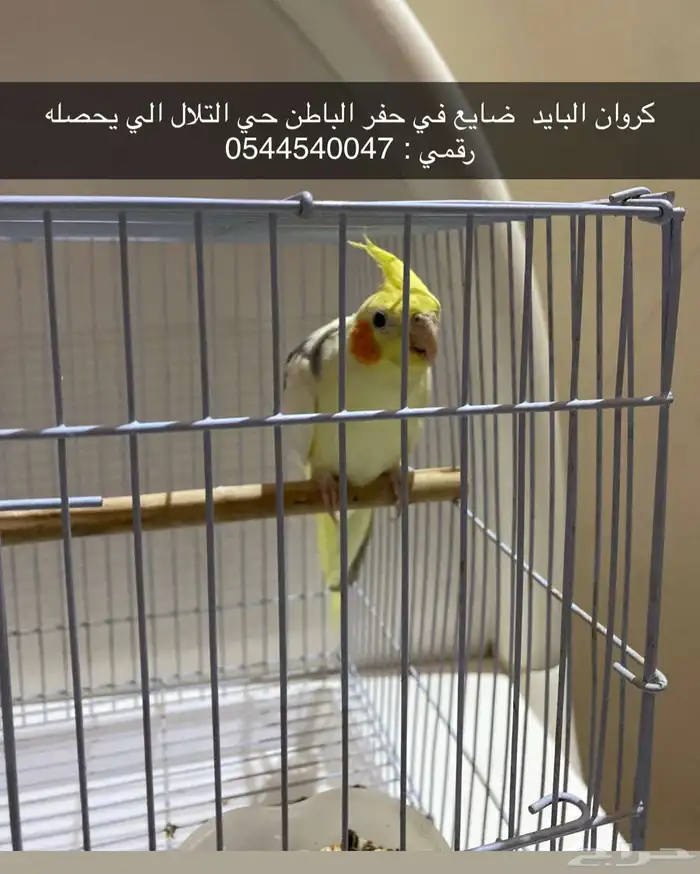 كروان ضايع حفر الباطن حي التلال رقمي في الصوره 0