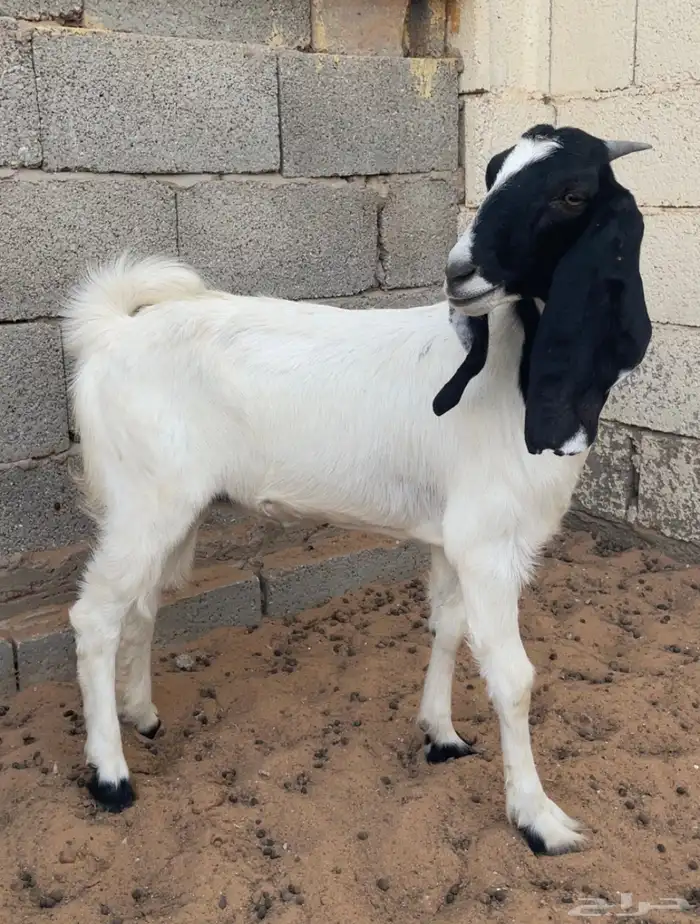 عنز طيبه 8 شهور 0