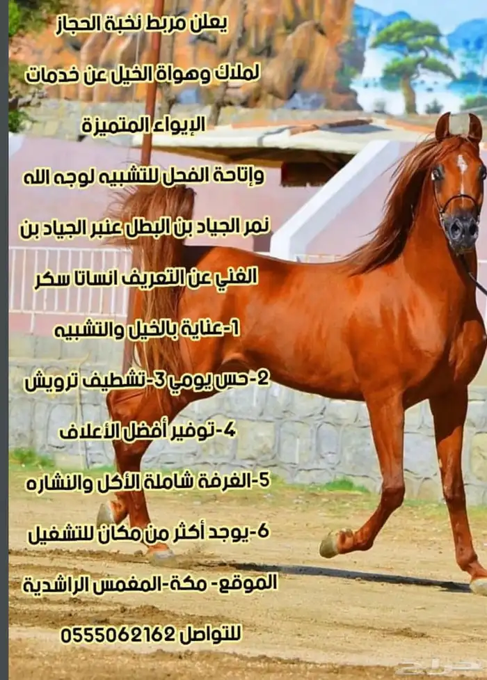 حصان فاخر فحل مربط مصري بيور 3