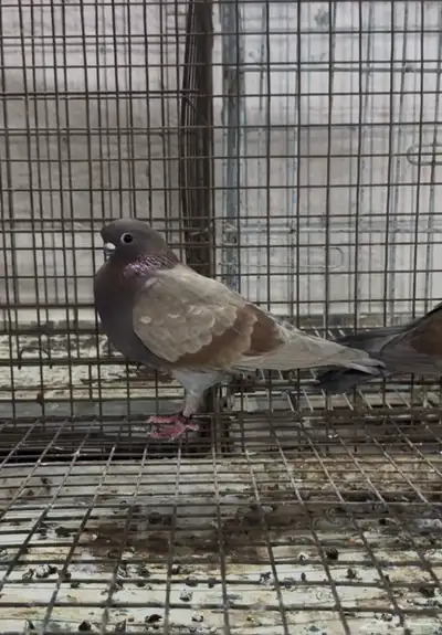 طيور زينه للبيع شاينيز سوداني دمستك index