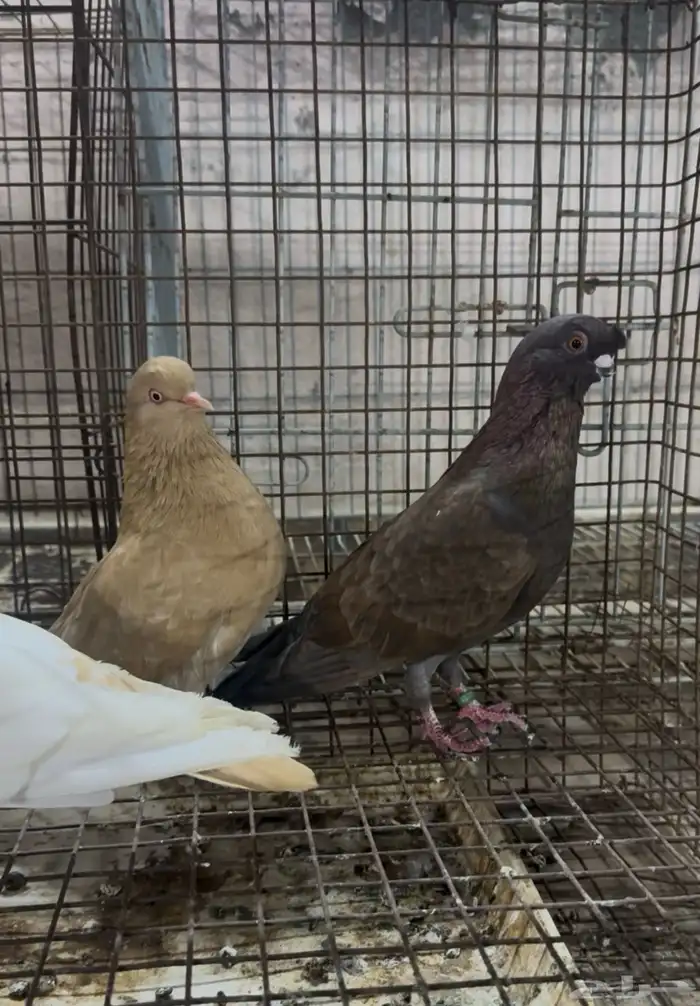 طيور زينه للبيع شاينيز سوداني دمستك 2