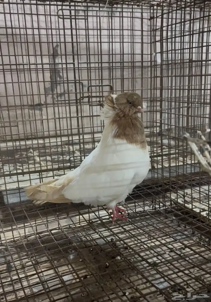 طيور زينه للبيع شاينيز سوداني دمستك 7