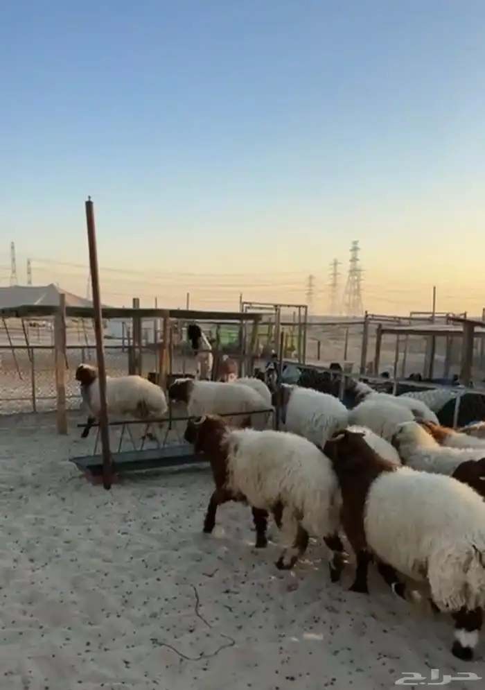 جذعان نعيم بلدي فل الفل 1