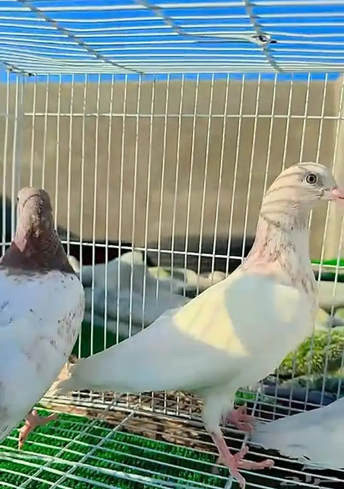حمام لاكاء 2