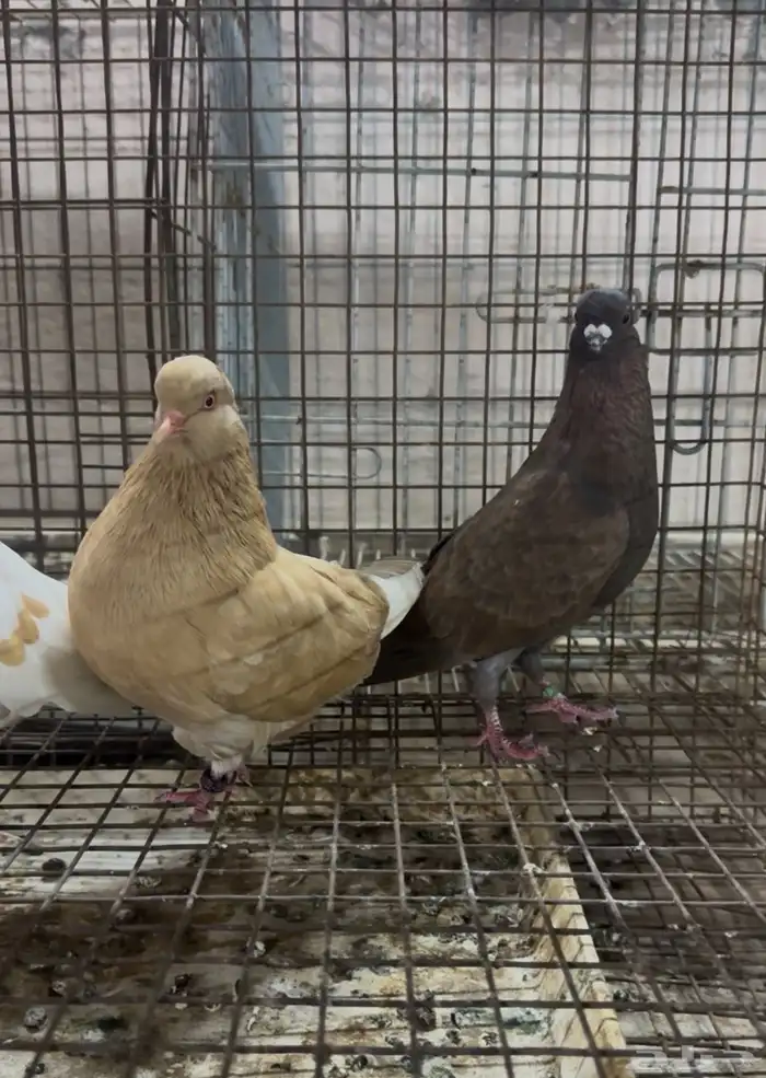 طيور زينه للبيع شاينيز سوداني دمستك 4