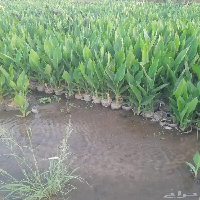 شتلات وأشجار بسعر الجملة 12