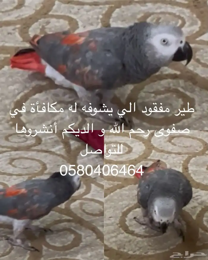 ببغاء كاسكو مفقود الل  ه لا يسامح ولا يحلل اللي اخذه او باعه 0