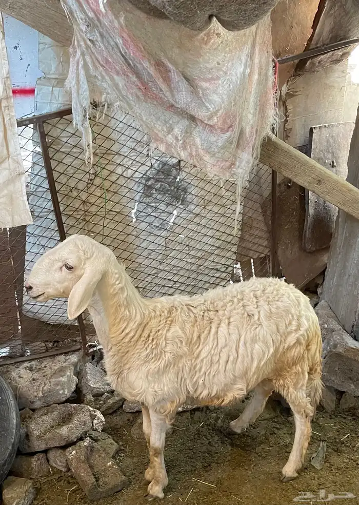 خروف كفو سنه جذع 2