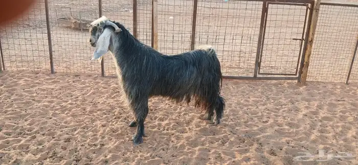 فحل للبيع طيب الموقع ديراب الاوسط 1