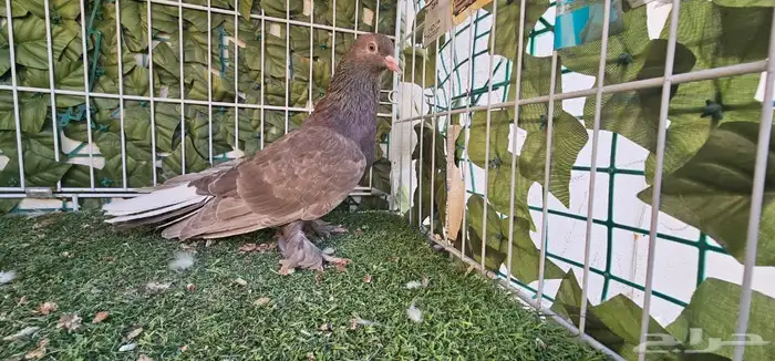 طحيني مذيل عروق قويه 5