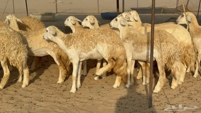 غنم حريات رخال خلفات ودفيع 0