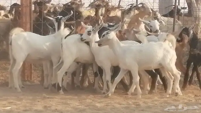 ماعز بيشيات وجنوبية خلفات طيبة 21 بالفحل 1
