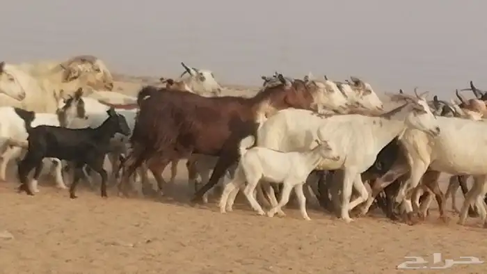 ماعز بيشيات وجنوبية خلفات طيبة 21 بالفحل 6