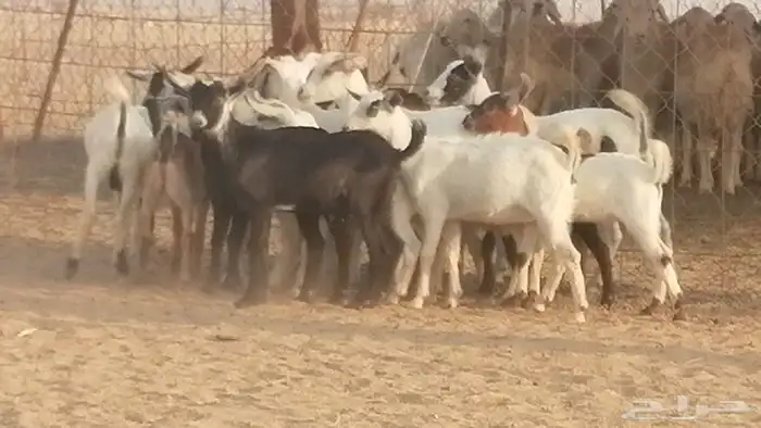 ماعز بيشيات وجنوبية خلفات طيبة 21 بالفحل 29