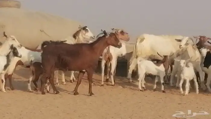 ماعز بيشيات وجنوبية خلفات طيبة 21 بالفحل 4