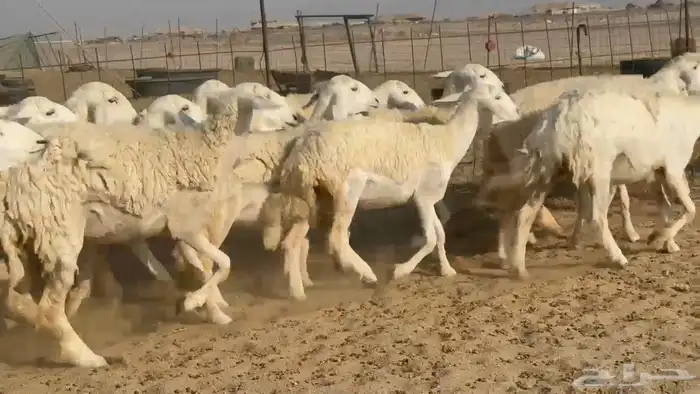 غنم حريات رخال دفيع 7