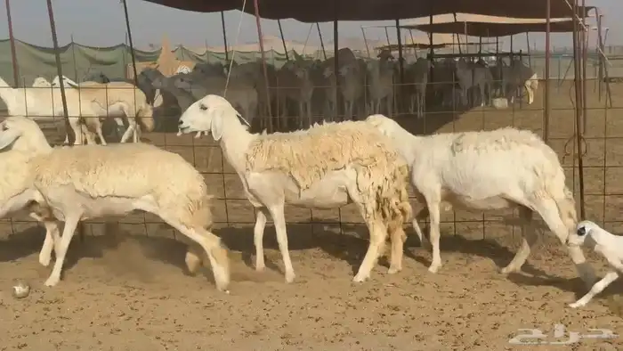غنم حريات رخال دفيع 3