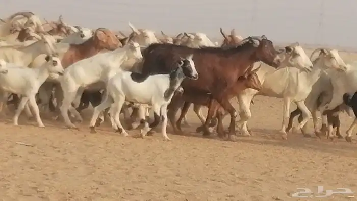 ماعز بيشيات وجنوبية خلفات طيبة 21 بالفحل 12