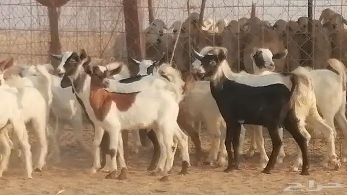 ماعز بيشيات وجنوبية خلفات طيبة 21 بالفحل 16