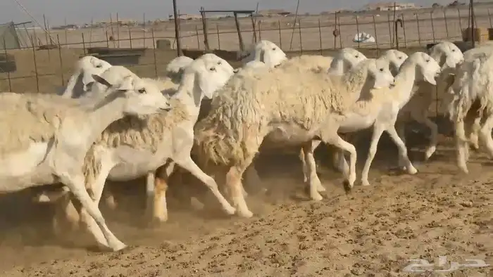 غنم حريات رخال دفيع 0