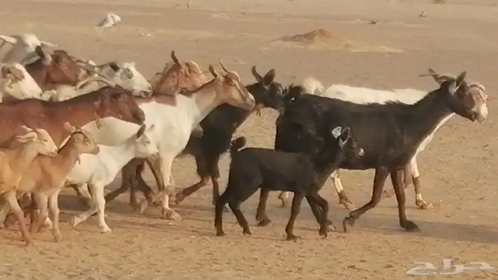 ماعز بيشيات وجنوبية خلفات طيبة 21 بالفحل 34