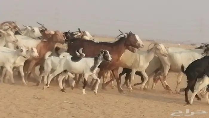 ماعز بيشيات وجنوبية خلفات طيبة 21 بالفحل 8