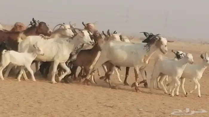 ماعز بيشيات وجنوبية خلفات طيبة 21 بالفحل 7