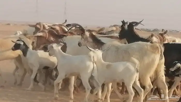 ماعز بيشيات وجنوبية خلفات طيبة 21 بالفحل 21
