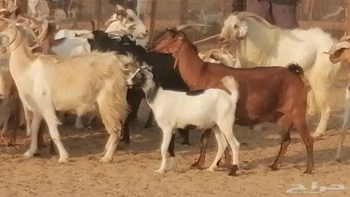 ماعز بيشيات وجنوبية خلفات طيبة 21 بالفحل 30