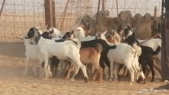 ماعز بيشيات وجنوبية خلفات طيبة 21 بالفحل 27