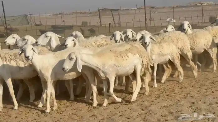 غنم حريات رخال دفيع 5