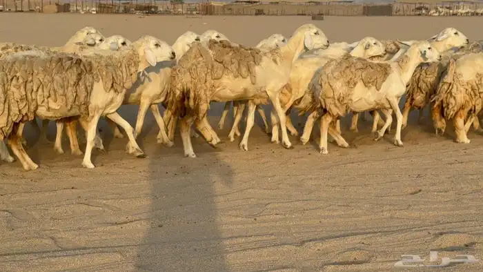 ماشاء الله وتبارك الله أعرض لكم اليوم غنم حريات دفيع مفاصيل 1