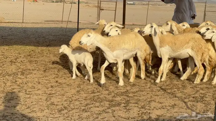 غنم حريات رخال خلفات ودفيع 5