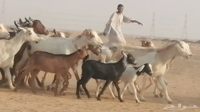 ماعز بيشيات وجنوبية خلفات طيبة 21 بالفحل 13