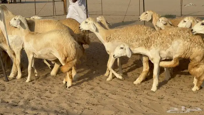غنم حريات رخال خلفات ودفيع 3