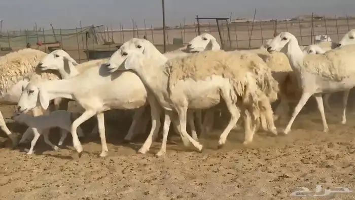 غنم حريات رخال دفيع 4