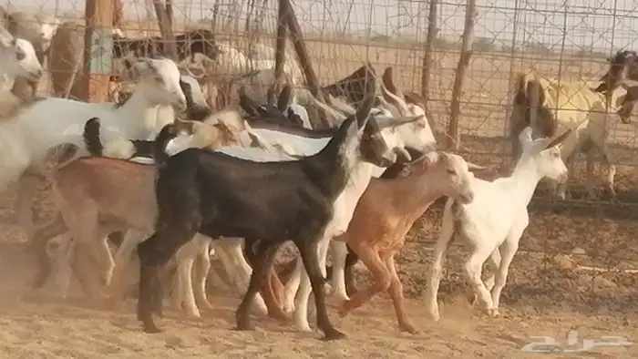 ماعز بيشيات وجنوبية خلفات طيبة 21 بالفحل 28