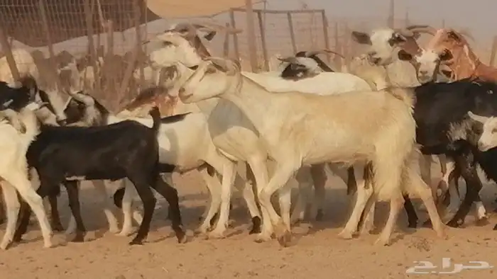 ماعز بيشيات وجنوبية خلفات طيبة 21 بالفحل 5