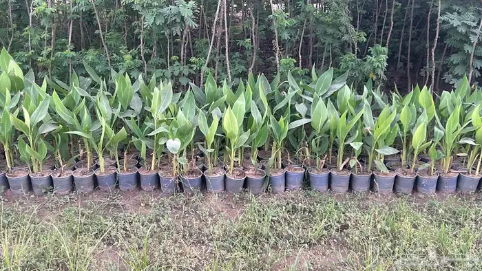 شتلات وأشجار بسعر الجملة 8