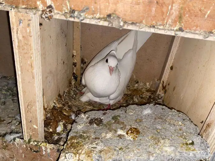 حمام فرنسي سوبر جامبو جفون حمراء للبيع 7