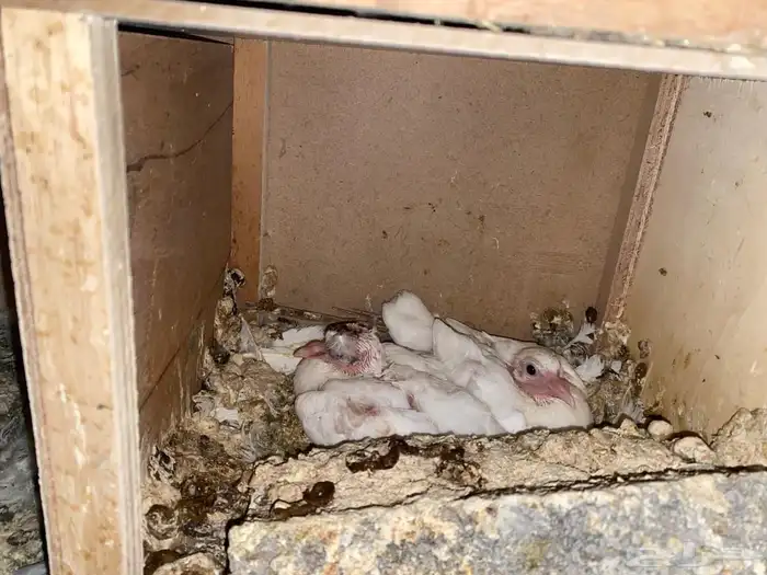 حمام فرنسي سوبر جامبو جفون حمراء للبيع 12