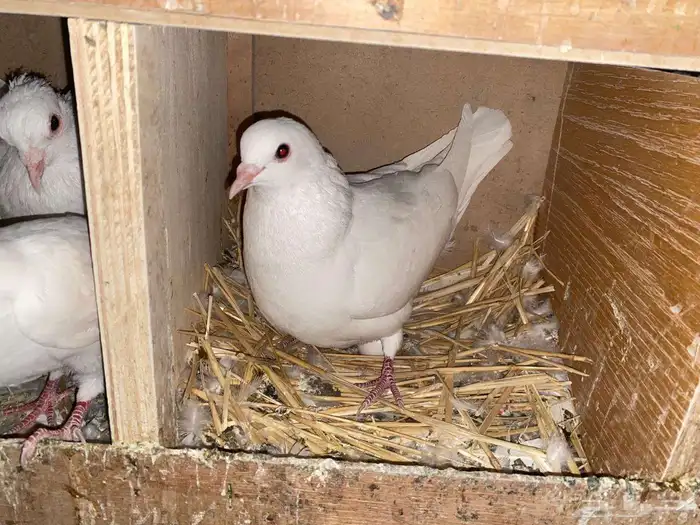 حمام فرنسي سوبر جامبو جفون حمراء للبيع 13