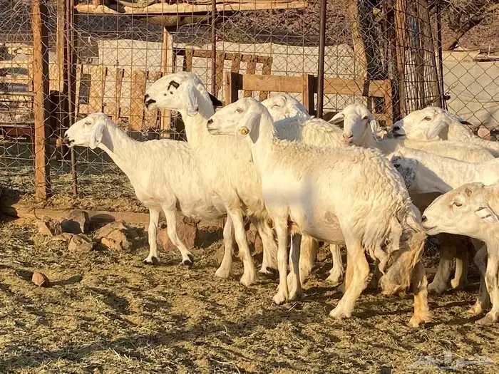 حريات حرش مراح 3