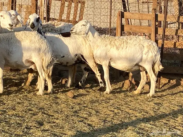 حريات حرش مراح 5