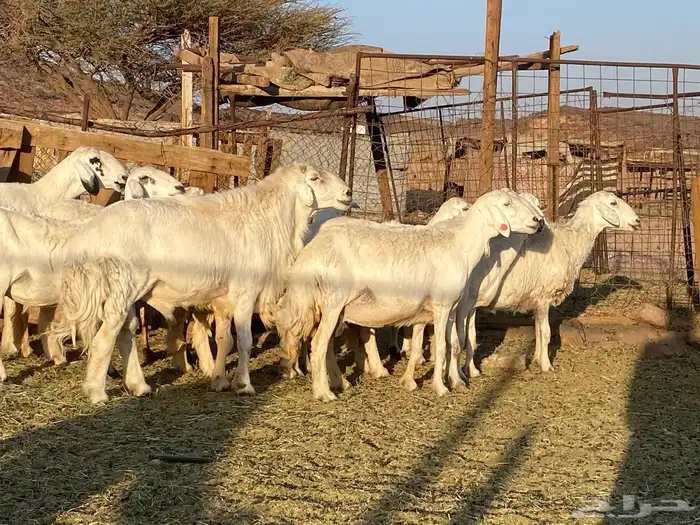 حريات حرش مراح 2